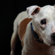 Dogs are a blessing, but bites still remain a reality. Photo: Getty